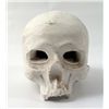 Image 1 : Dexter Skull Prop