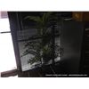 Image 1 : FERN IN WICKER POT