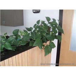 HEART IVY