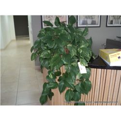 HEART IVY PLANTS (2X THE MONEY)