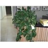 Image 1 : HEART IVY PLANTS (2X THE MONEY)