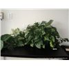 Image 1 : HEART IVORY PLANT