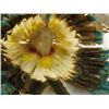 Image 3 : Plains Indian Bonnet