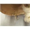 Image 6 : Plains Indian Bonnet