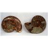 Image 1 : Fossilized Sliced Tiger Ammonite Shell