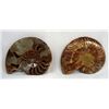 Image 2 : Fossilized Sliced Tiger Ammonite Shell