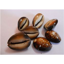 7 Brown Top Cowries Sea Shells