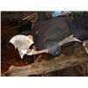 Image 8 : Predators - Predator's Fighting Axe