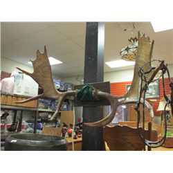 MOOSE ANTLERS