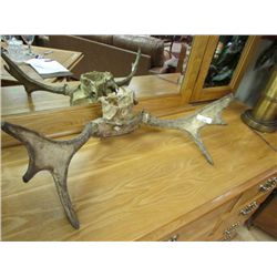 MOOSE ANTLERS
