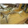 Image 1 : MOOSE ANTLERS