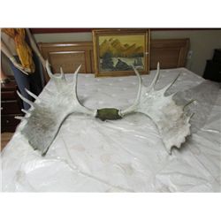 MOOSE ANTLERS