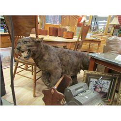 TAXIDERMY - COUGAR / PUMA / PANTHER
