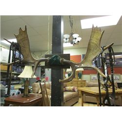 MOOSE ANTLERS