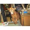 Image 2 : TAXIDERMY - COUGAR / PUMA / PANTHER