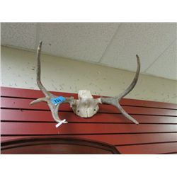 DEER ANTLERS