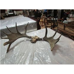 MOOSE ANTLERS