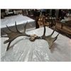 Image 1 : MOOSE ANTLERS