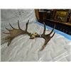 Image 1 : MOOSE ANTLERS