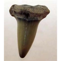4515 - FOSSILIZED SHARK'S TOOTH - 5 - 18 MILLION YEARS OLD