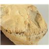 Image 10 : Merycoidodon Occidentalis Fossil Skull