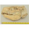 Image 1 : Merycoidodon Occidentalis Fossil Skull