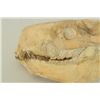 Image 2 : Merycoidodon Occidentalis Fossil Skull