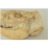 Image 3 : Merycoidodon Occidentalis Fossil Skull