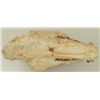 Image 8 : Merycoidodon Occidentalis Fossil Skull