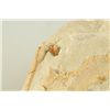 Image 9 : Merycoidodon Occidentalis Fossil Skull