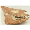 Image 1 : Titanothere Merycoidodon Skull