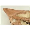 Image 3 : Titanothere Merycoidodon Skull