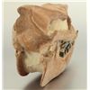 Image 8 : Titanothere Merycoidodon Skull
