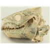 Image 1 : Merycoidodon Occidentalis Fossil Skull