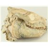 Image 2 : Merycoidodon Occidentalis Fossil Skull