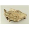 Image 3 : Merycoidodon Occidentalis Fossil Skull