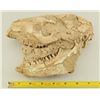Image 1 : Metamynodon Oligocene Skull