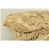 Image 2 : Metamynodon Oligocene Skull