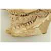Image 3 : Metamynodon Oligocene Skull