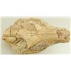 Image 9 : Metamynodon Oligocene Skull