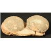 Image 1 : Dinosaur Egg Fossils