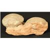 Image 2 : Dinosaur Egg Fossils
