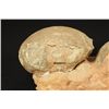 Image 3 : Dinosaur Egg Fossils