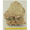 Image 1 : Fossil Tooth