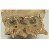 Image 2 : Fossil Tooth