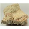 Image 3 : Fossil Tooth