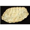 Image 1 : Prehistoric Mammoth Tooth Fossil