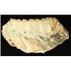 Image 2 : Prehistoric Mammoth Tooth Fossil