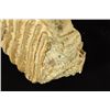 Image 3 : Prehistoric Mammoth Tooth Fossil