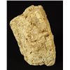 Image 1 : Mastodon Tusk